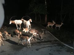 -清迈夜间动物园