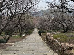 -香雪海