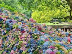 -上海共青森林公园