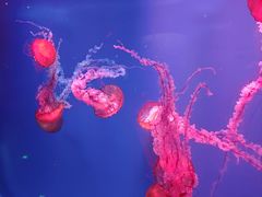 -芜湖新华联大白鲸海洋公园