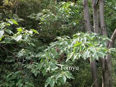 -苏州上方山国家森林公园