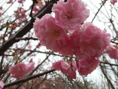 -天适樱花悠乐园