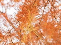 -春花秋色城市公园