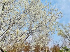 -莲花池公园