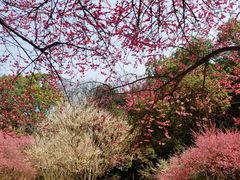 -杭州植物园