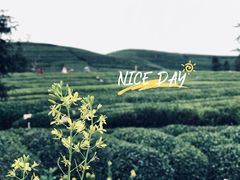 -龙坞茶村
