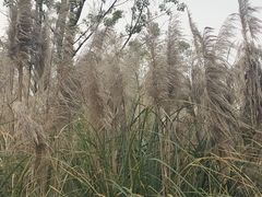 -武昌江滩