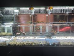 -苏淮景·苏闽融创菜·海鲜(原空港井河轩店)