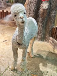 点击看大图 -宝燕乐园(闵行旗舰店)