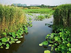 -荷塘月色湿地公园·向阳花洲