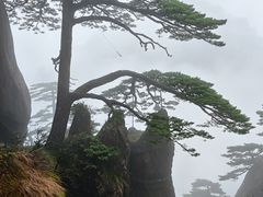 -黄山玉屏楼宾馆餐厅