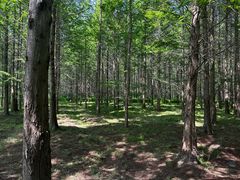 -黄海国家森林公园