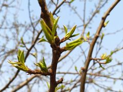 -长白岛森林公园