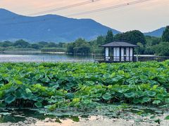 -长田漾湿地公园