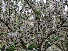 -元大都城垣遗址公园