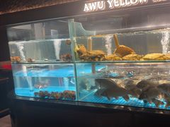 -阿五黄河大鲤鱼(建业路店)