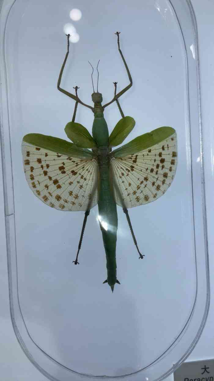 上海昆虫博物馆-"门票是在门卫处购买 只接受现金博物馆面.