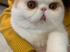 -滚猫咖啡·猫咖·猫友好撸猫(未来城店)