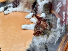 -帕帕拉兹宠物(亚洲旗舰店)