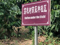 -Torch Coffee 炬点咖啡