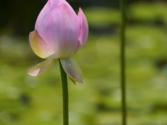 -荷花荡