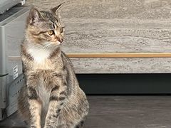 -老街馄饨(湖镇店)