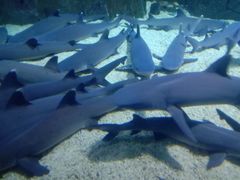 -烟台海昌鲸鲨海洋公园