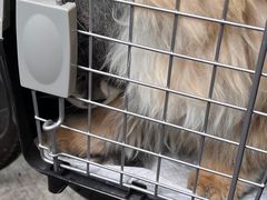 -钦宠·猫咪售卖·洗护·寄养(东圃旗舰店)