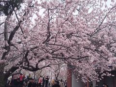 -桃花堤公园