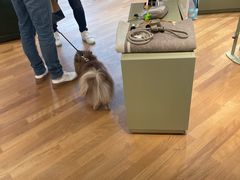 -乐蓬马歇百货公司(Rive Gauche)