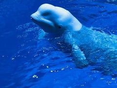 -海合安青岛极地海洋公园
