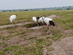 -盐城丹顶鹤湿地生态旅游区