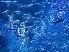 -海合安成都极地海洋公园