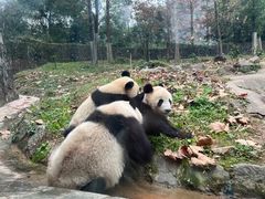 -都江堰中华大熊猫苑