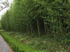 -黄海国家森林公园