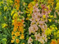 -三圣花乡旅游区