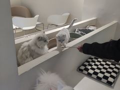 -怪兽屋·羊驼·猫咖·狗咖(俊华广场店)