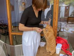 -喵屿·大理花园猫咖