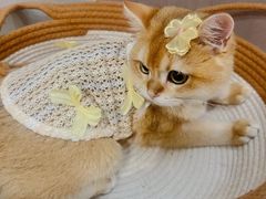 -lincat·猫舍(广州店)