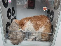 -安安宠医·安宠宠物医院