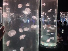 -西安曲江海洋极地公园