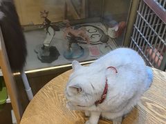 -藏猫猫咖啡主题馆(中央大道店)