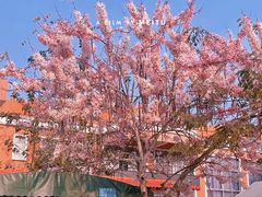 -天适樱花悠乐园