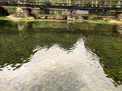 -靖西鹅泉风景区