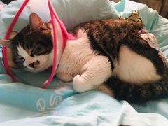 -达爱动物医院·犬猫分区·CT·复杂眼科(远洋山水分院)