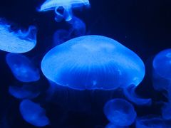 -悉尼海洋生物水族馆