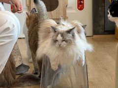 -有喵·猫咖·狗咖·30几只猫10只小狗(岗厦店)