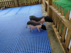 -萌宠亲子动物乐园(槐房万达店)