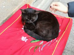 -龙华素斋(龙华路店)