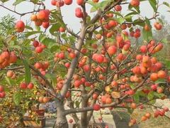-慢丽江·云南野生菌土鸡锅(西山店)